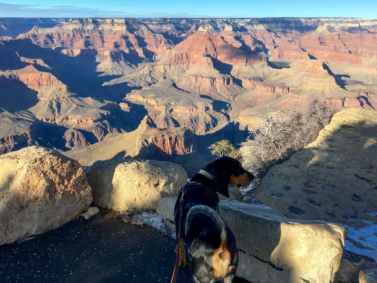 are dogs allowed grand canyon national park