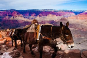 Mules Climbing up with Goods in Grand Canyon National Park in Ar