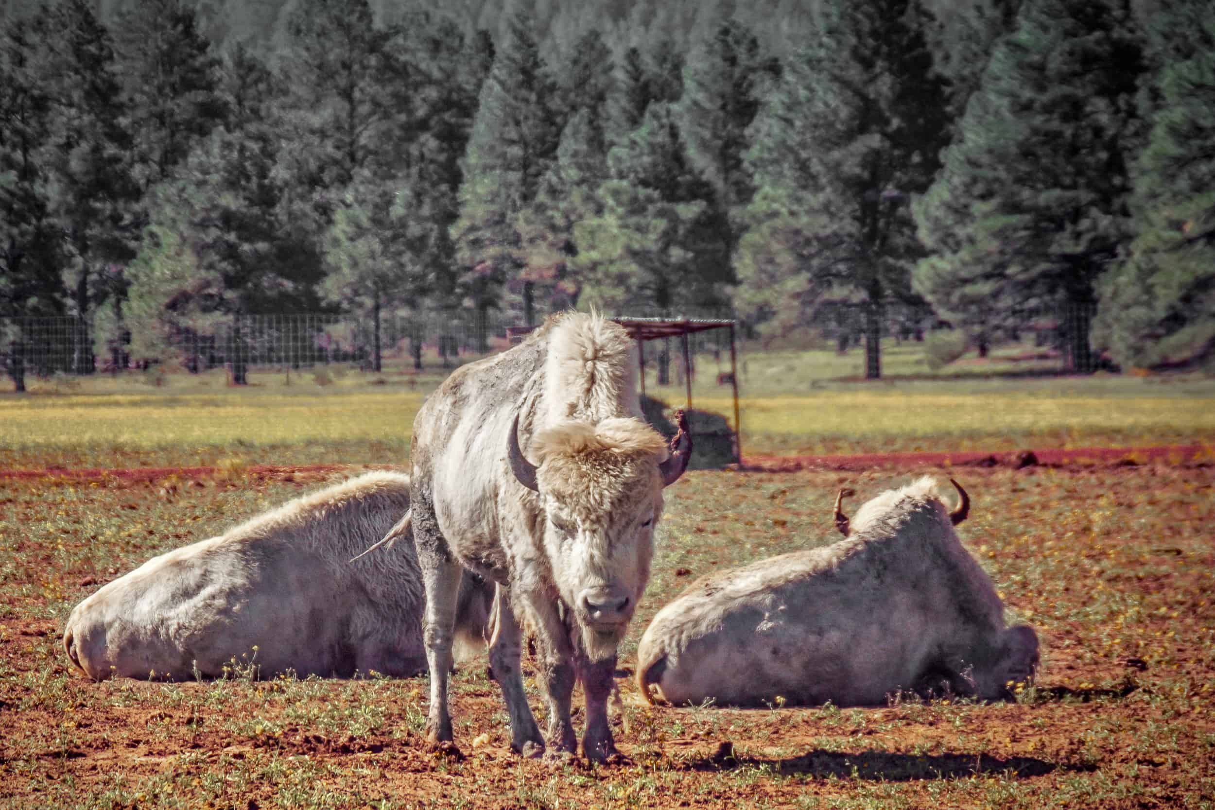 Bearizona Grand Canyon Deals