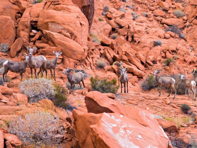 Desert big horn sheep in Valley of Fire State Park, Nevada